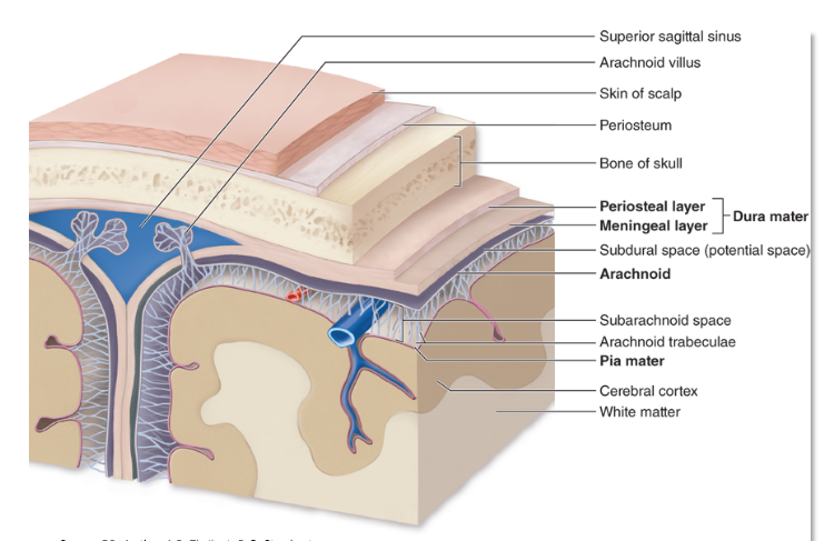 <p>three sequential connective tissue membranes cover the brain and spinal cord </p>
