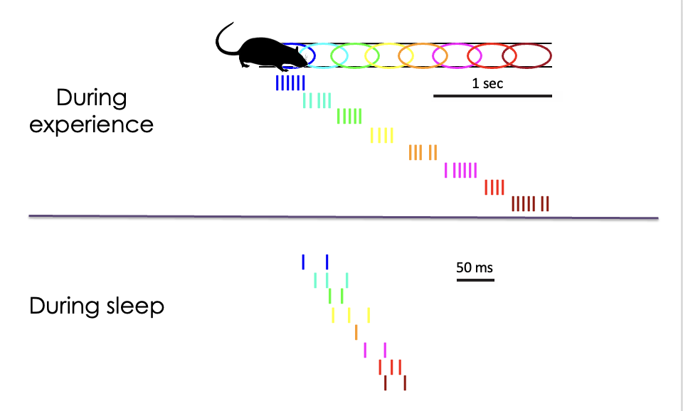 <ul><li><p>hippocampal replay: time-compressed re-occurrence of same sequence of place-cell firing as during behavior</p></li></ul><p>reflects recent experience</p><p>generated in hippocampus and prominent in sleep</p><p>coordinated with cortical regions</p><p>supports learning</p><p></p>
