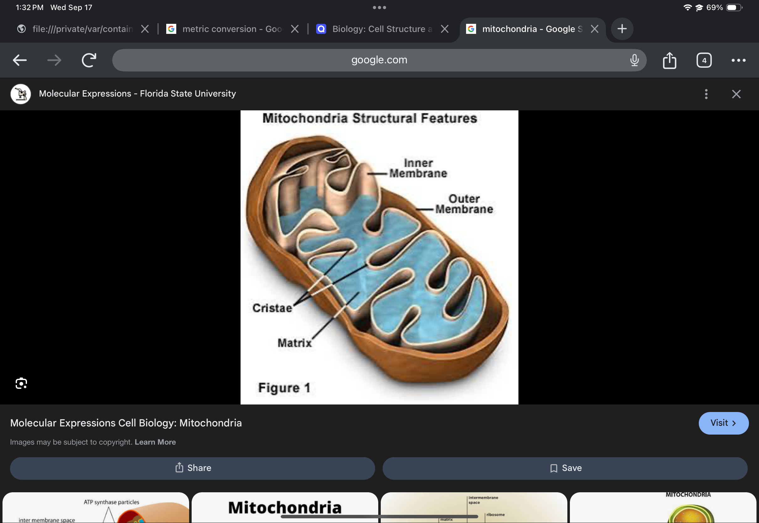 <p>Produces energy (ATP) via cellular respiration; has a double membrane with cristae.</p>
