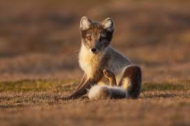 <p><em>Vulpes lagopus </em></p>