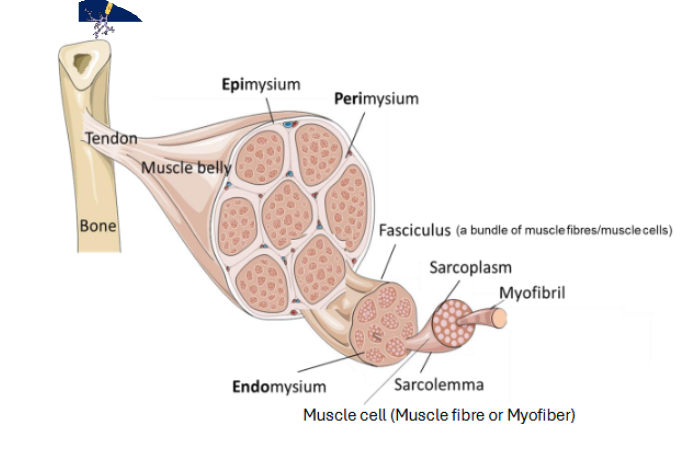 <ul><li><p>3 layers of connective tissue:</p><ul><li><p>epimysium→ covers entire muscle</p></li><li><p>perimysium→ around each fasciculus</p></li><li><p>endomysium→ within each fasciculus</p></li></ul></li></ul><p></p>
