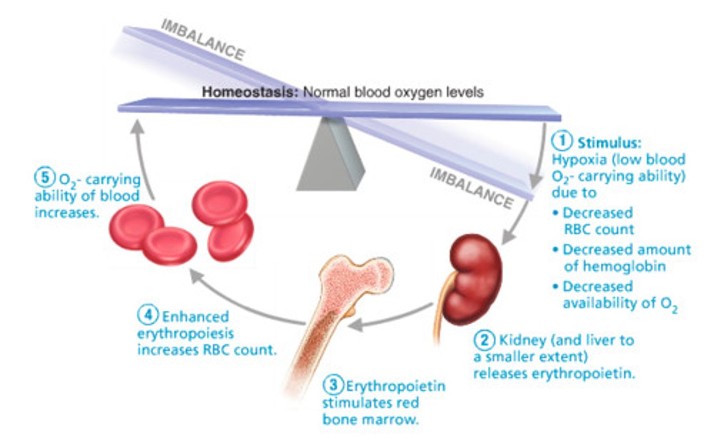 <p>1. stimulus: hypoxia due to...</p><p>- low RBC</p><p>- decreased amount of hemoglobin</p><p>- decreased availability of oxygen</p><p>2. kidney (and liver to a smaller extent) release erythropoietin (EPO)</p><p>3. EPO stimulates red bone marrow</p><p>4. enhanced erythropoiesis increases RBC count</p><p>5 O2 carrying ability of blood rises</p>