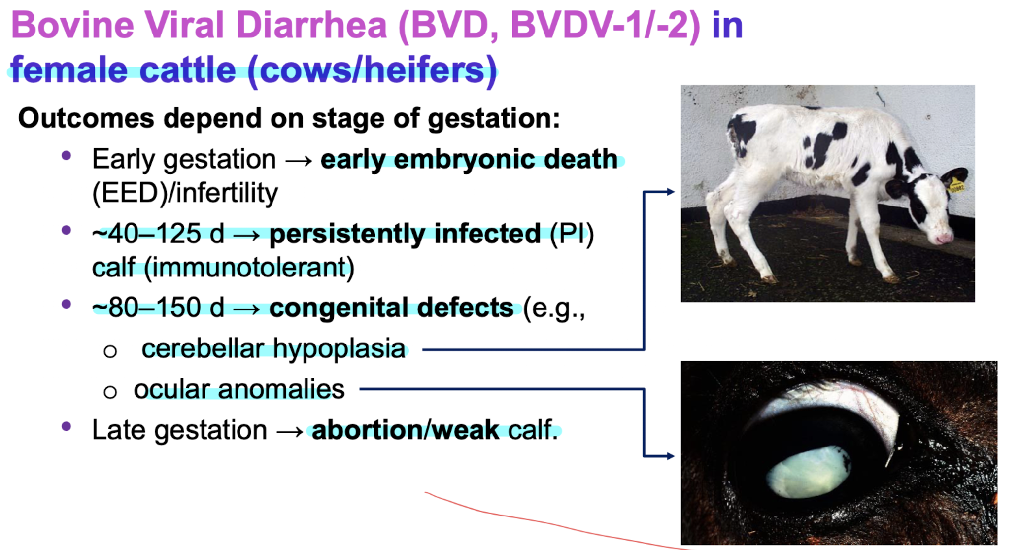 PI calves life long shedders-> remove positive and test new ear notch single= ICH fresh notch= PCR