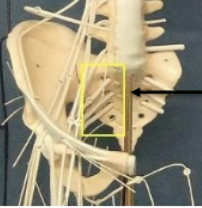 <p>Label nerve network </p>