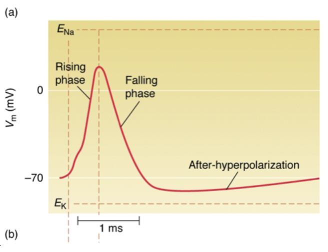 <ul><li><p>Membrane potential changes during <strong>action potential</strong></p></li><li><p>Caused by <strong>transient changes in ion conductances</strong>:</p><ul><li><p>Rapid, brief <strong>Na+ influx</strong></p></li><li><p>Slow, prolonged <strong>K+ efflux</strong></p></li></ul></li></ul><p></p>