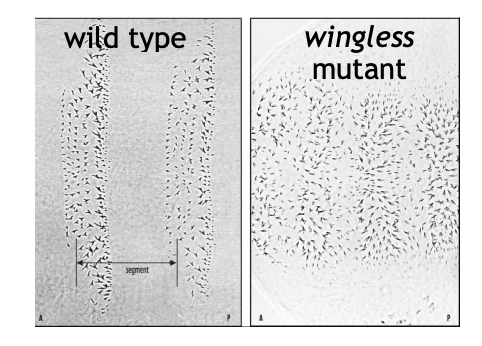 <ul><li><p>found a gene for wingless signalling pathway</p></li></ul><p>→ found many factors required to build  larvae</p><p></p>