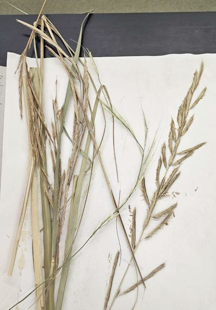 <p>plant?</p>