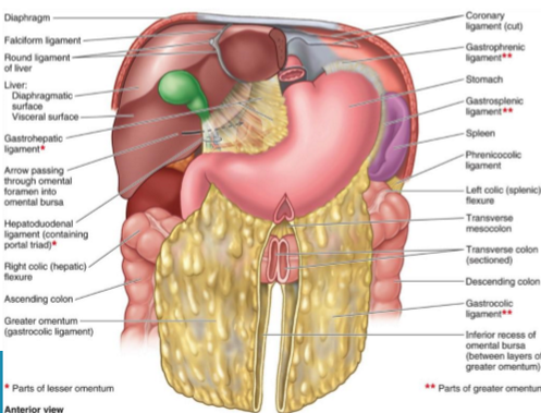 <p>= kleine vetschort</p><ol><li><p>dubbele laag visceraal peritoneum</p></li><li><p>verbindt lever en kleine curvature maag en eerste deel duodenum</p></li></ol><p></p>