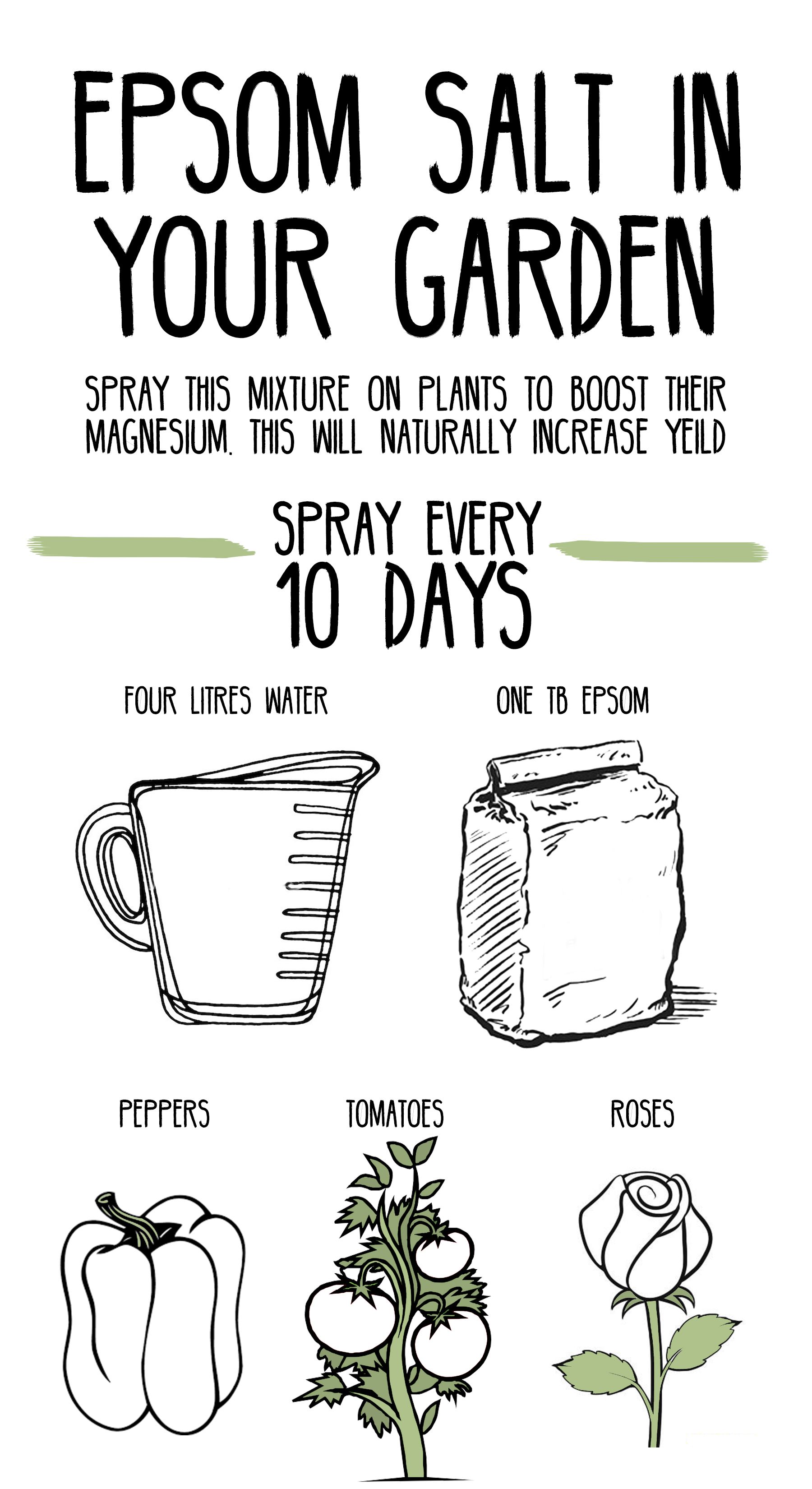 <p>critical for photosynthesis, Epsom salts are sometimes used as a source</p>