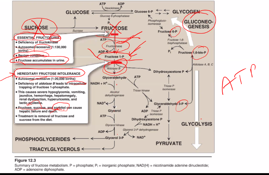 <p>know these three enzymes</p>