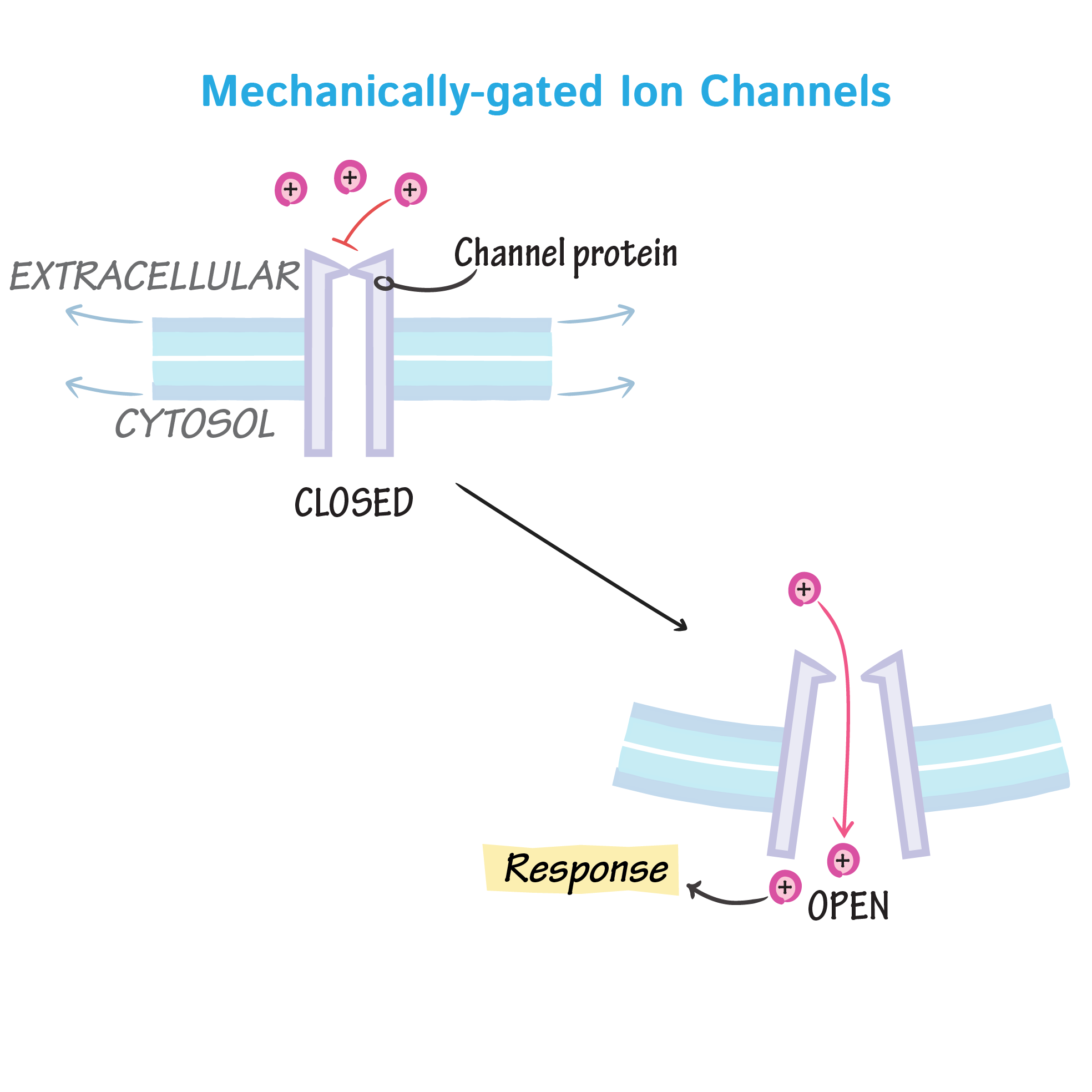 <p>Open and close in response to physical deformation of receptors, as in sensory receptors. In Meissner corpuscles </p>