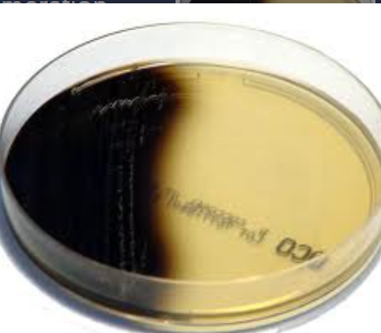 Plates of this agar are used for the selection and enumeration of fecal streptococci. The ingredients include: oxgall, esculin, ferric ammonium citrate and azide as a selective agent.
