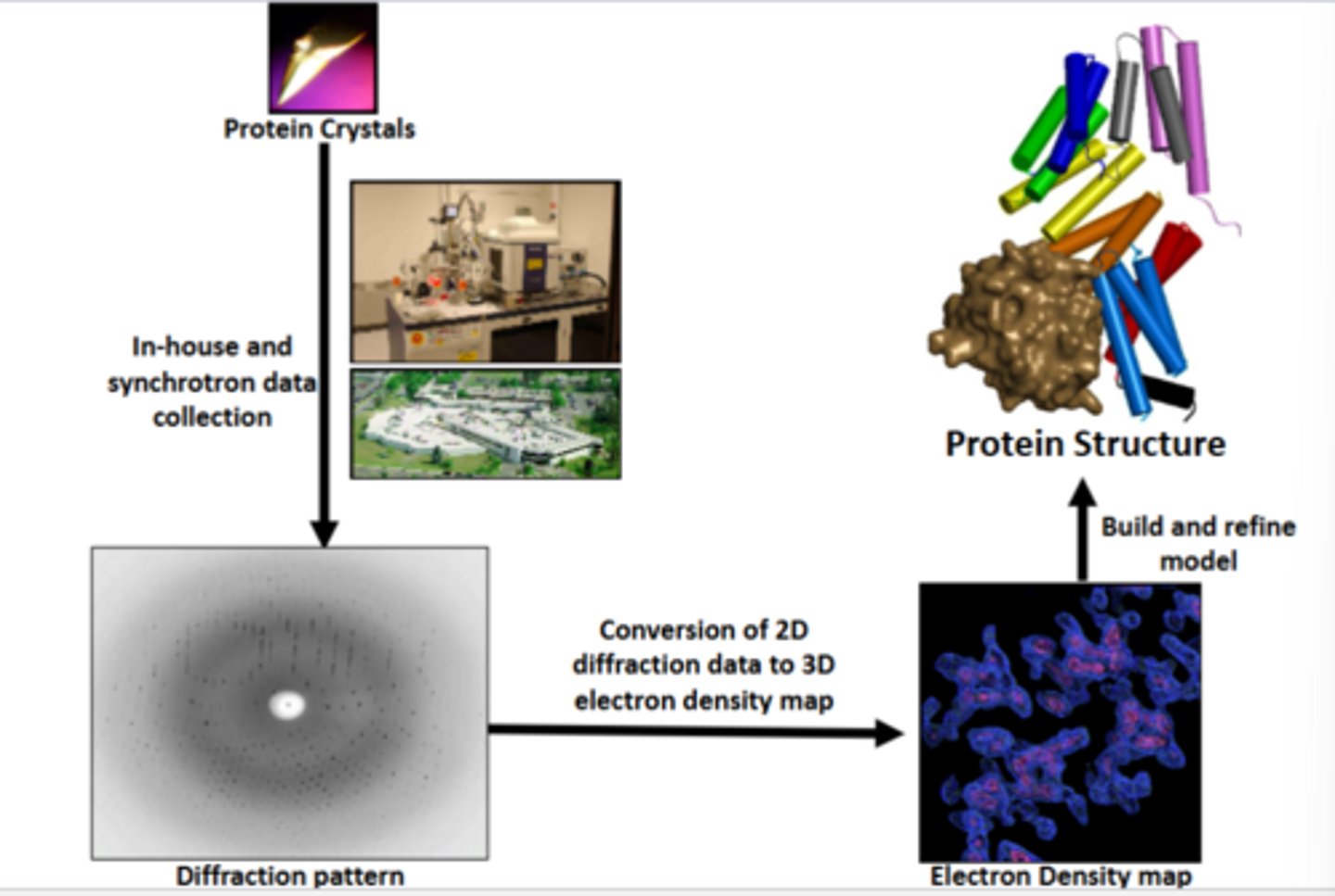 <p>1. Shine x-rays at protein crystals</p><p>-Can use in house small source of x-rays (small amount of x-rays generated and quality of data is limited) or use national facility source of x rays (makes x-rays with a very high intensity which gives you very good quality data)</p><p>-Electrons around crystals scatter the x-rays</p><p>2. Collect scattering patterns using a detector</p><p>3. See diffraction pattern picture (white dot surrounded by black dots, white dot is x rays being blocked by a blocker) (diffraction pattern picture)</p><p>-Most of the x rays go through the crystal, some are scattered and hit detector and form image</p><p>-Each spot on picture is an array of x-rays that was detected at different spots</p><p>4. Make 3D data (electron density map picture)</p><p>-Is electron density clouds of the atoms in the crystal</p><p>5. Find protein structure (protein structure picture)</p>