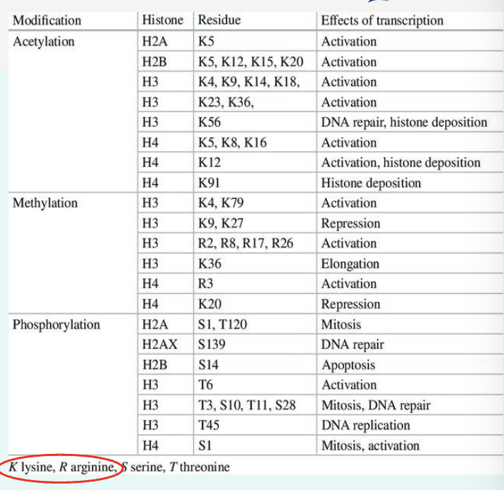 <p>histone “tails” can be chemically modified (acetylation, methylation, phosphorylation)</p><p>→ affect gene expression</p>