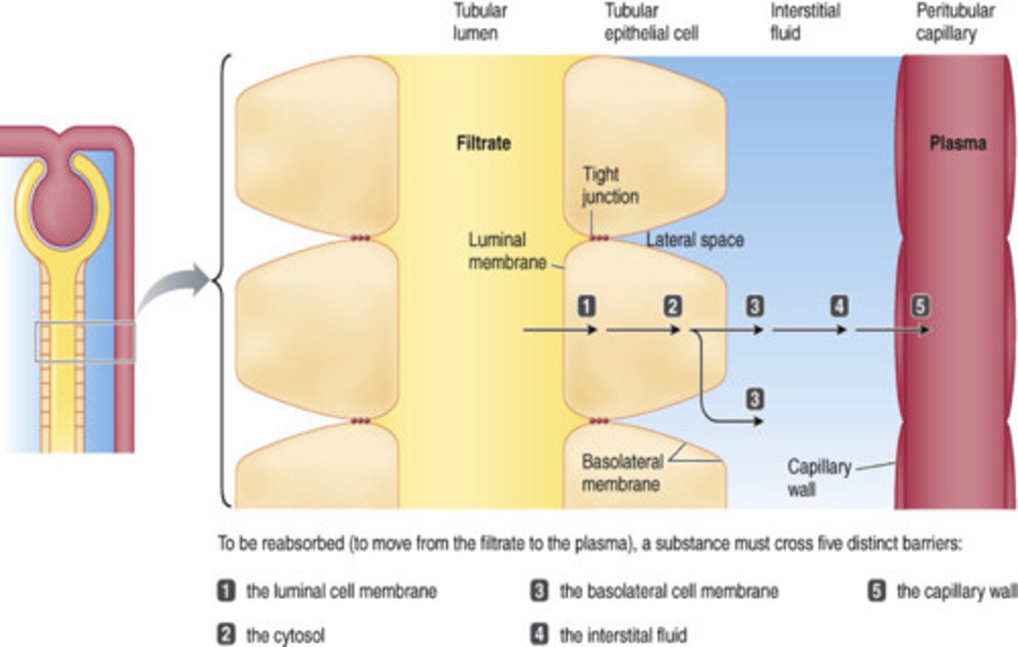 <p>Tubular; Luminal</p><p>Cytosol</p><p>Basolateral; Interstitial</p><p>Capillary; Blood</p><p>Make the membrane water-proof</p>