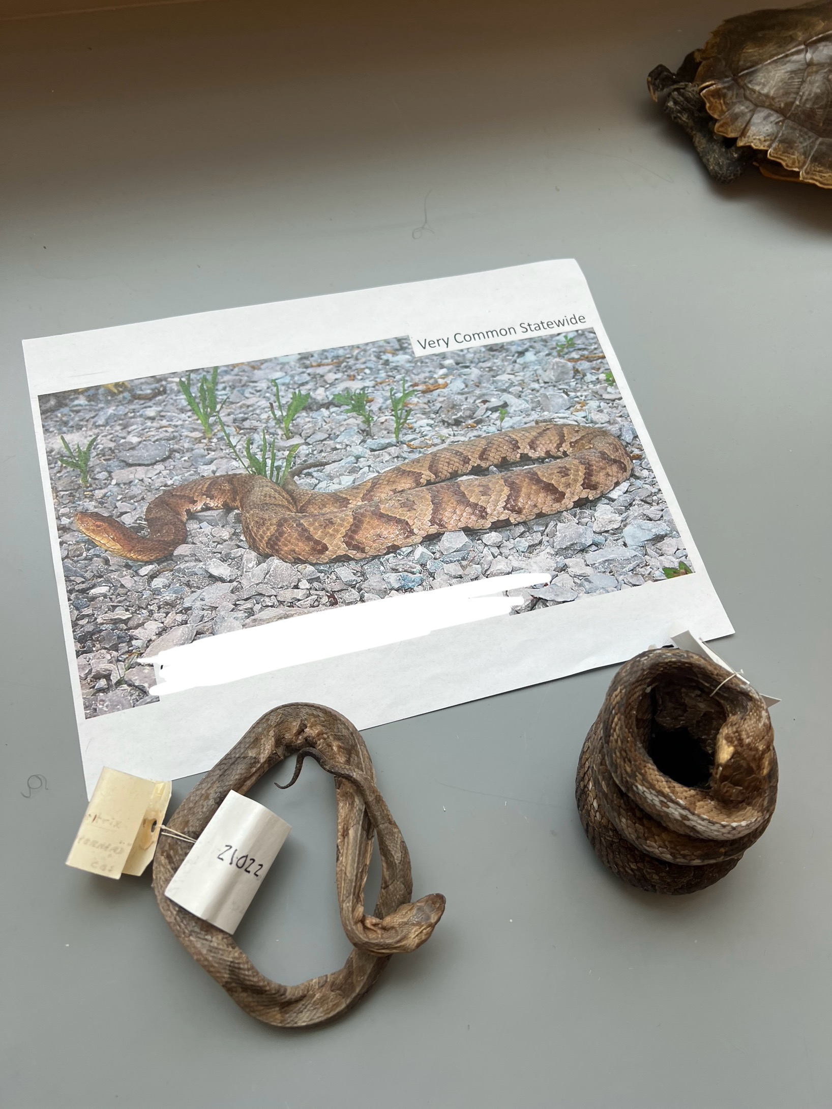 <p>What are the common and scientific names of this animal?</p>