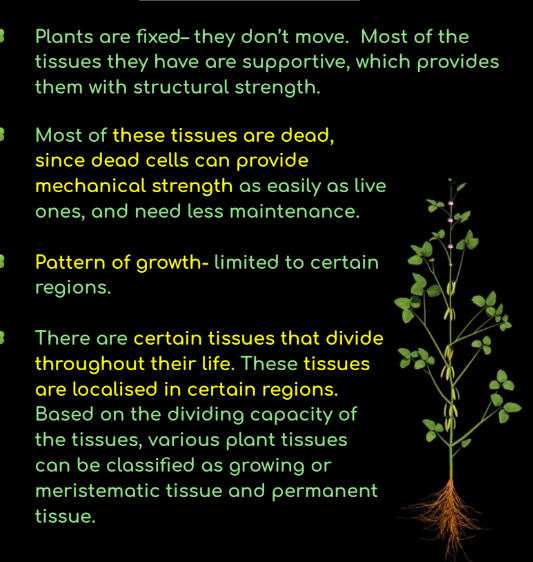 Plants