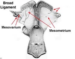 <p><em>*Broad Ligament Anatomy</em>*</p><p></p><p>-attaches to oviduct</p><p>-part of the lining of the abdominal cavity in higher vertebrates</p>