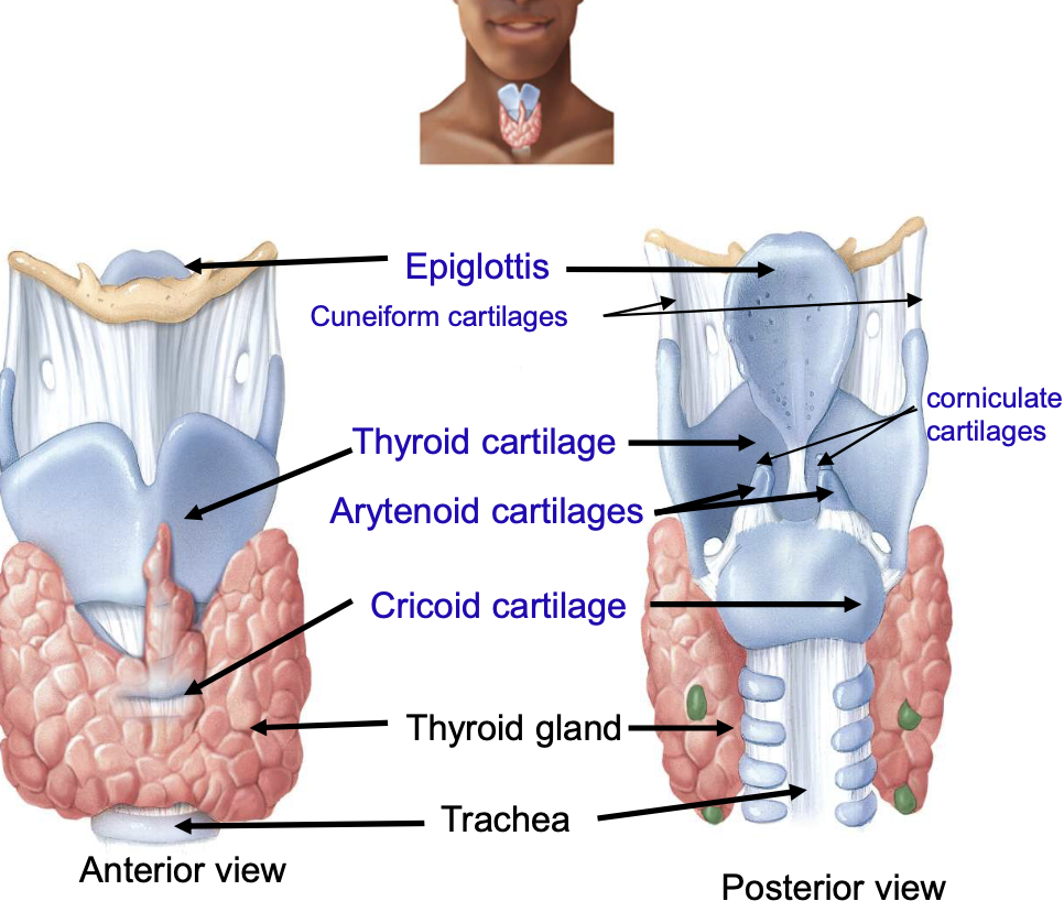 <p>thyroid cartilage, epiglottis, cricoid cartilage, arytenoid + corniculate + cuneiform cartilages</p>