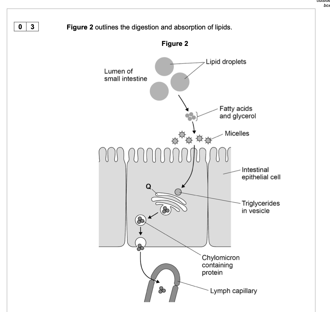 <p>Name structure Q in Figure 2 and suggest how it is involved in the absorption of</p><p>lipids.</p>