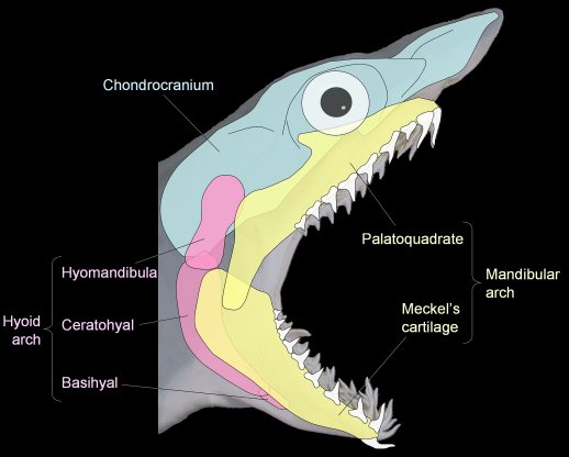 <p>A cartilage structure in <strong>elasmobranchs</strong> that <strong>supports the upper jaw </strong>and<strong> bears teeth</strong>.</p>