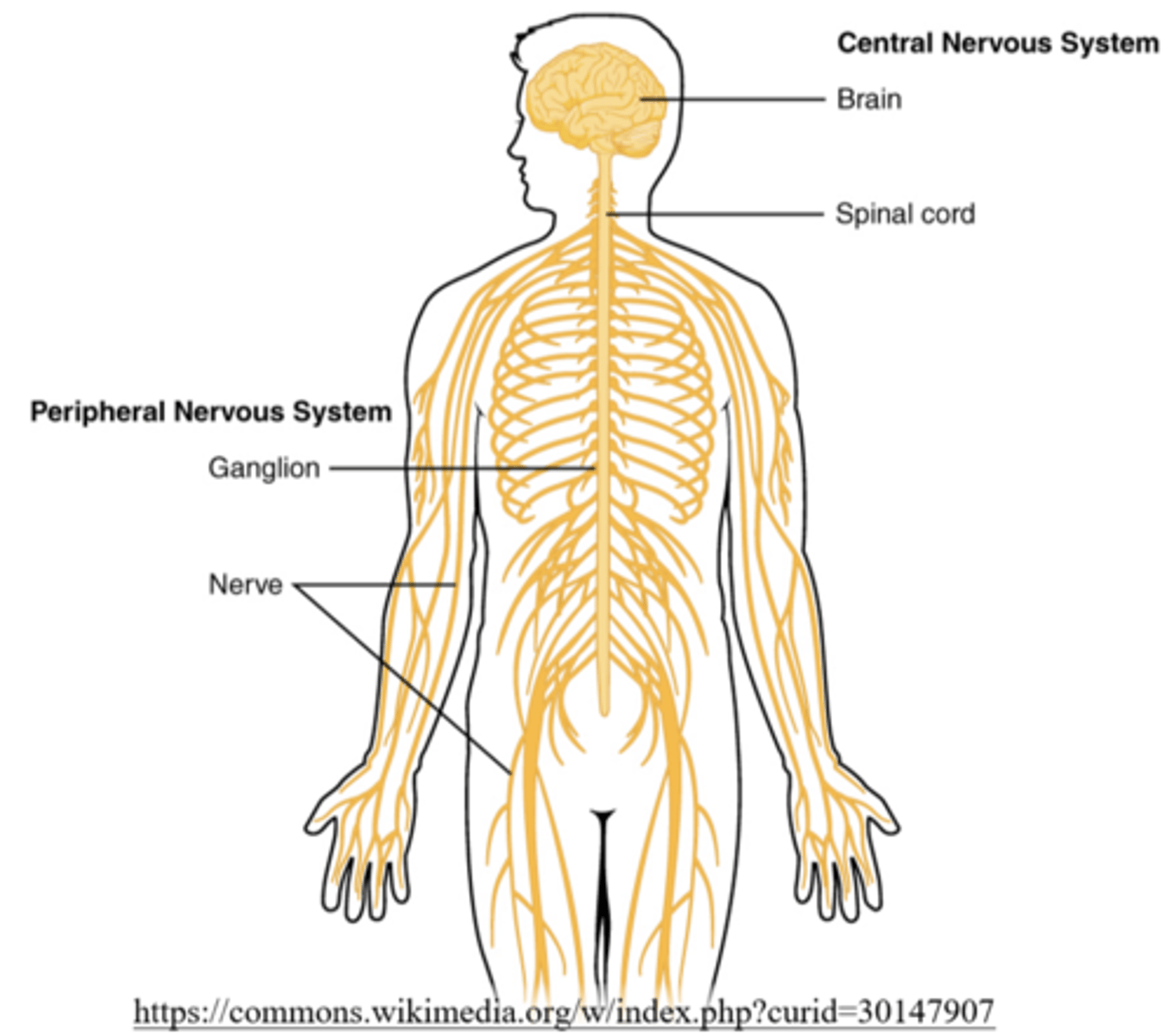 <p>the brain and spinal cord</p>
