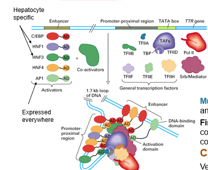 <ul><li><p>TFs make these at any distance from GTF binding site for specific gene expression, usually for tissue-specific gene expression</p><ul><li><p>multiple enhancers and modular arrangements give fine control through different combinations and concentrations of TF → combinatorial control</p></li></ul></li></ul><p></p>