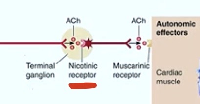 <p><strong>Nicotinic </strong>receptor</p>