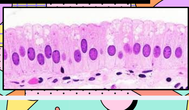 <p>Columnar epithelial cells function</p>