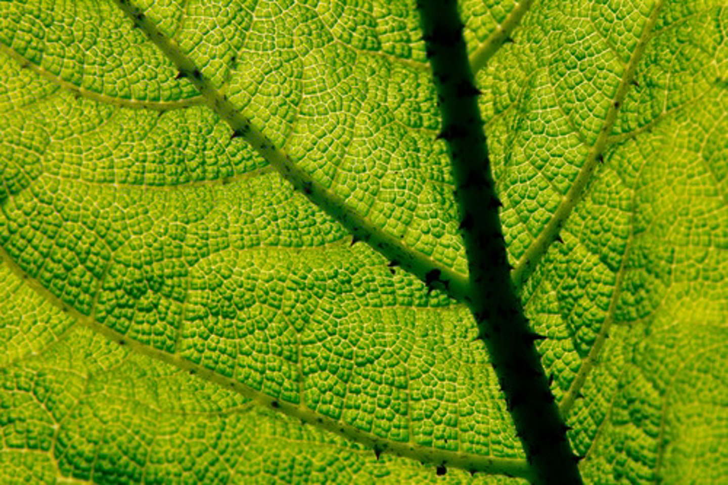 <p>principal pigment of plants and other photosynthetic organisms (green)</p>