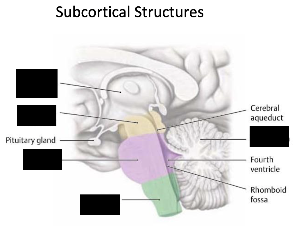 <p>what are some key subcortical structures?</p>