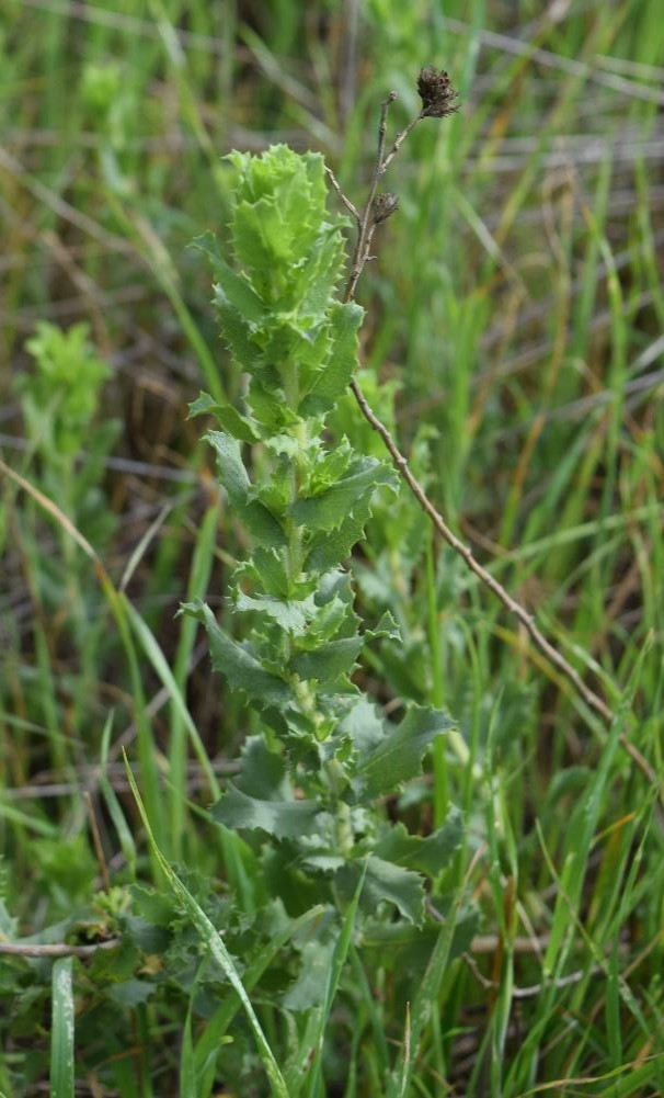 <p>Sawtooth goldenbush</p>
