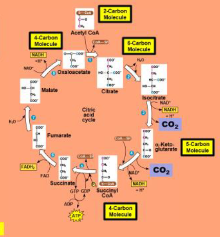 <p>3 NADH, 2 CO2, ATP, FADH2</p><p>-ATP comes out of step 5 cus its more effient that way </p>