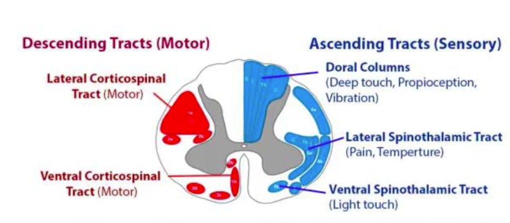 <p>Lateral: Ends on the side, or laterally, on a coronal view of the spinal cord. Signals pain and temperature.<br>Ventral: aka Anterior. Ends on the front, or anterior of the spine on a coronal view. Signals light touch.</p>