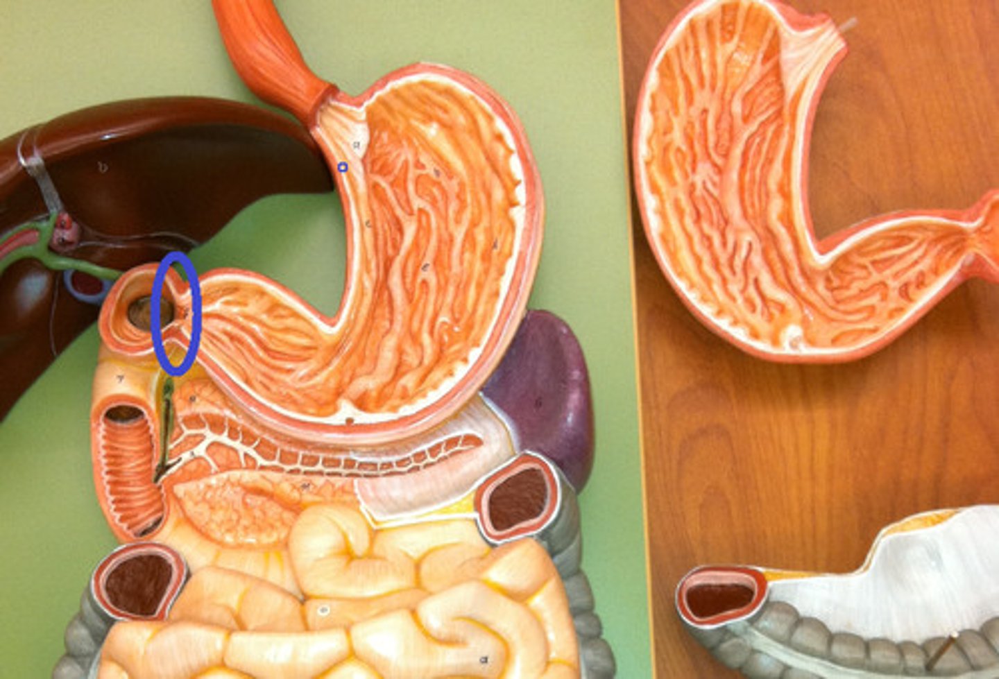 knowt flashcard image