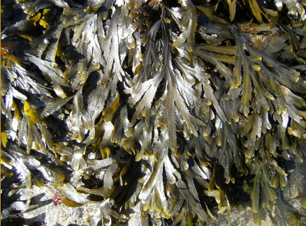 <p>Fucus serratus</p>