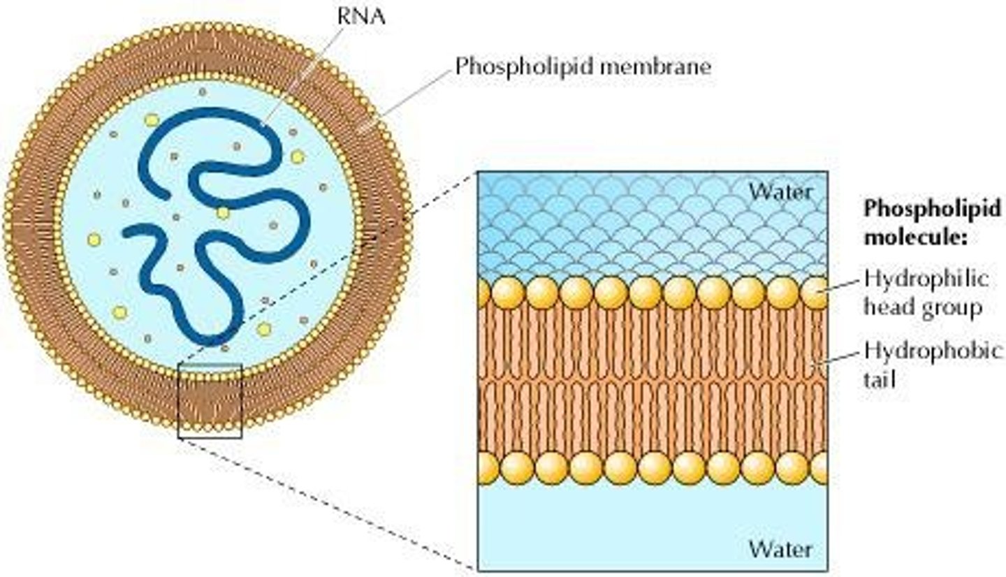 <p>Main components of cell membranes.</p>