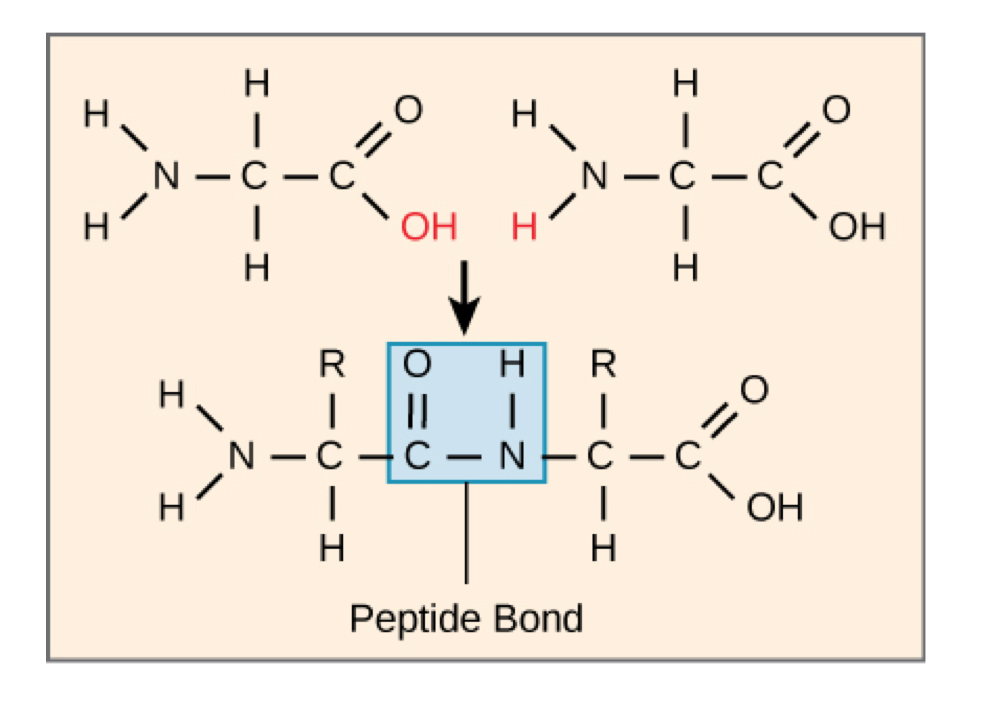 <p>amino acid monomers linked by peptide bonds through dehydration synthesis</p><ul><li><p>carboxyl group of one amino acid is linked to the amino group of the incoming amino acid</p></li></ul>