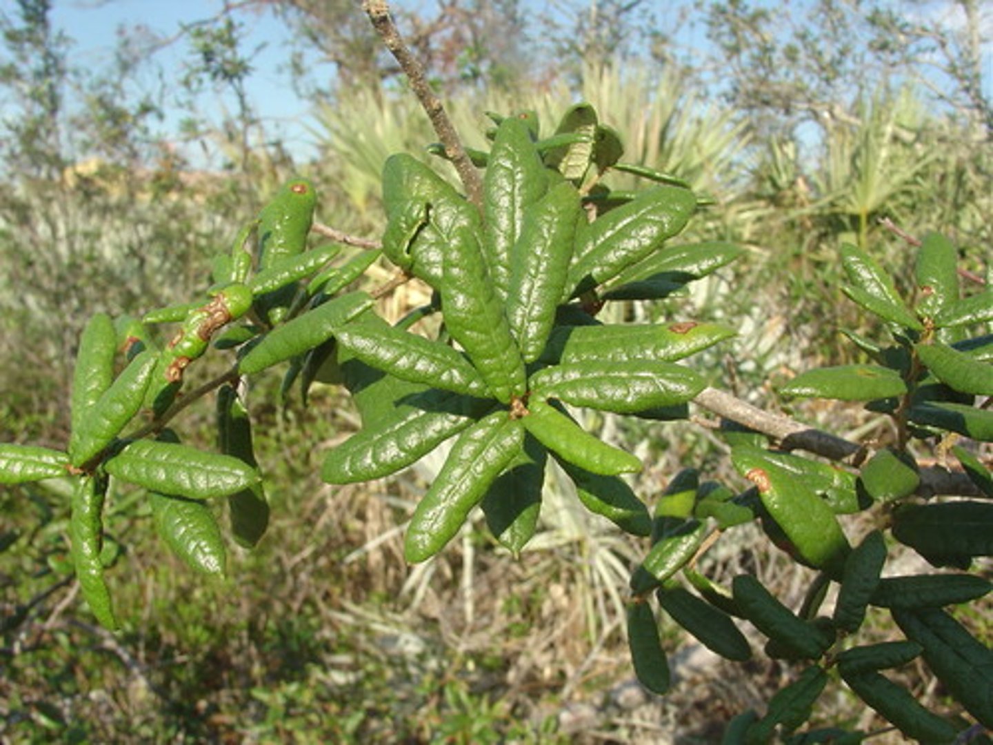 <p>-long leaves, uniform in shape</p><p>-leaf edges roll over on the sides (canoes)</p><p>-Acorns grow in groups of two</p><p>-veins of the leaves are indented</p><p>-leaves alternate </p><p>-leaves are shiny green but look like wrinkly ovals</p><p></p>