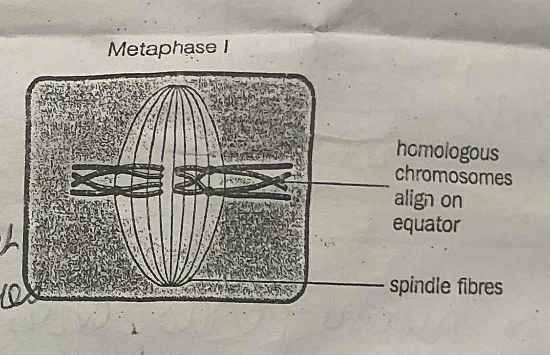 <p>. The homologous pairs of CHROMOSOMES align along the equator of the cell</p><p>.INDEPENDENT ASSORTMENT of homologous chromosomes in metaphase 1 is a source of GENETIC VARIATION</p>