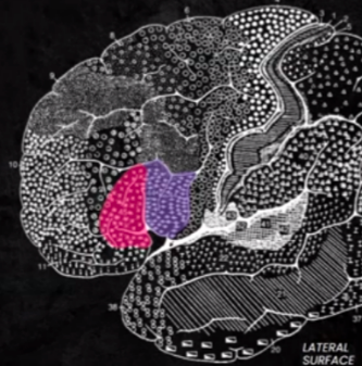<p>CORTICAL STRUCTURES OF THE BRAIN: FRONTAL: posterior: (lid portion = purple), anterior: (triangular portion = pink); comprehension and production of language: (45): interpretation of language; syntax, planning and programming of verbal responses; (44): works with speech organs during the speech production process</p>