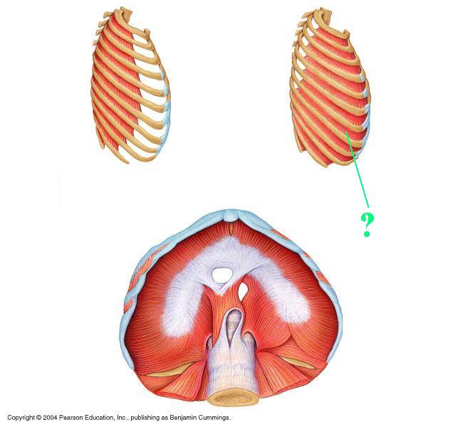 <p><span>Identify the indicated muscle</span></p>