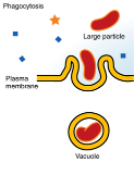 <p>a form of endocytosis where the cell engulfs large particles or microorganisms, forming a phagosome. (phago = eat, cytosis = cell) </p>