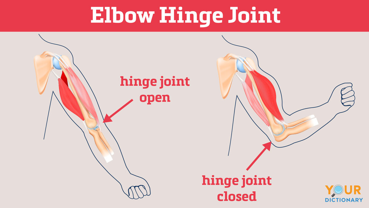 <p>synovial joint that moves on just one axis. In knee and elbow, can do flexion and extension</p>