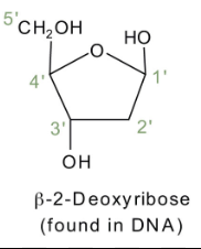 <p>Are nucleotides that are used to make dna because of a sugar Deoxyribose which has -H attached to its 2’C</p>