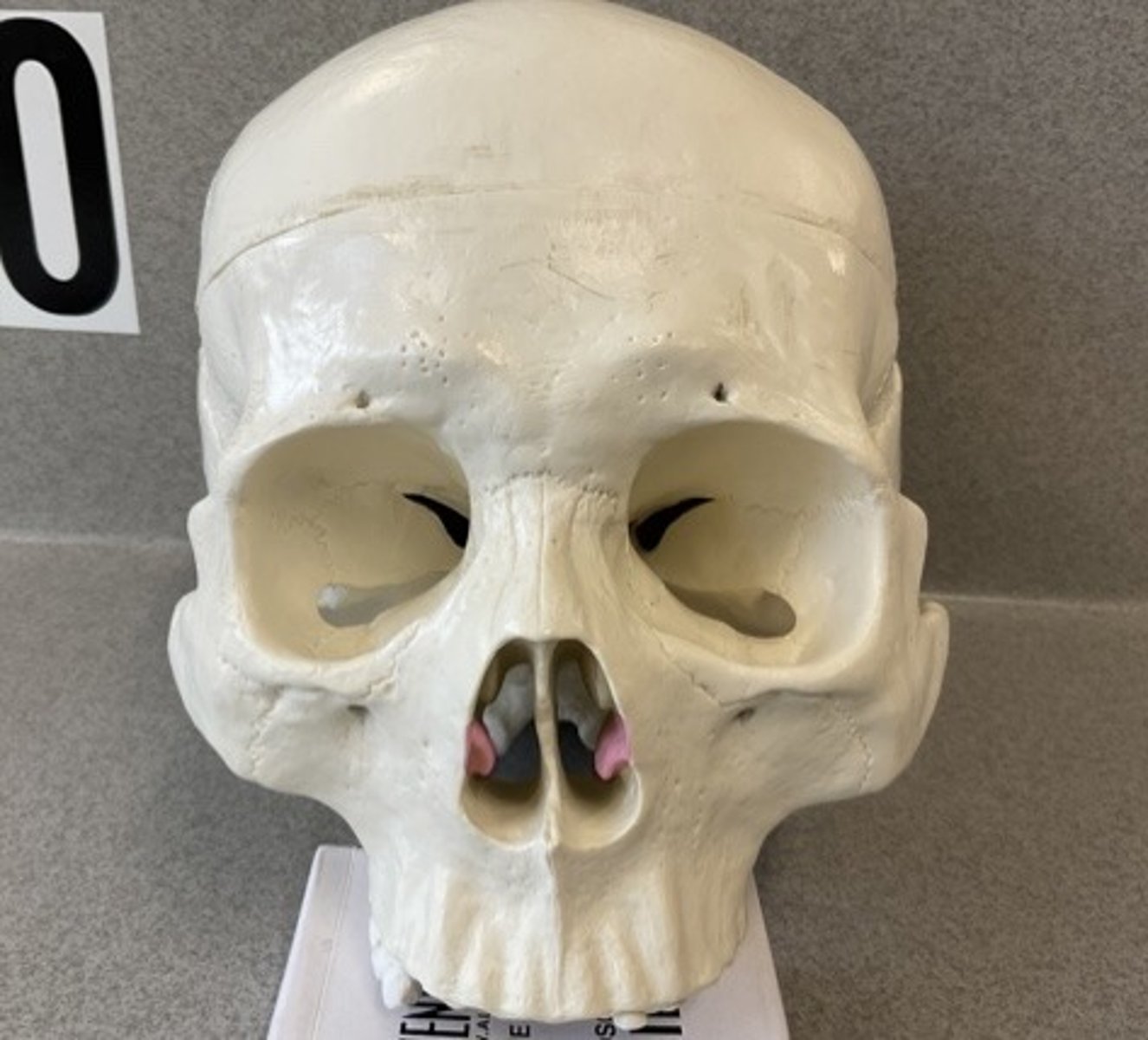 knowt flashcard image