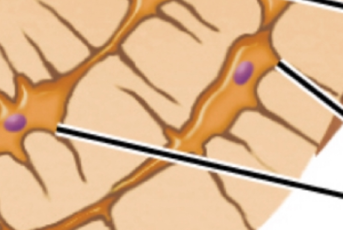 <p>Tiny spaces within the lamellae that house osteocytes.</p>