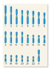 <p>Cells that contain one copy of each chromosomes. Gametes fall under this classification (sperm and egg). Unification of these gametes during fertilization restores the diploid number in cells.</p>