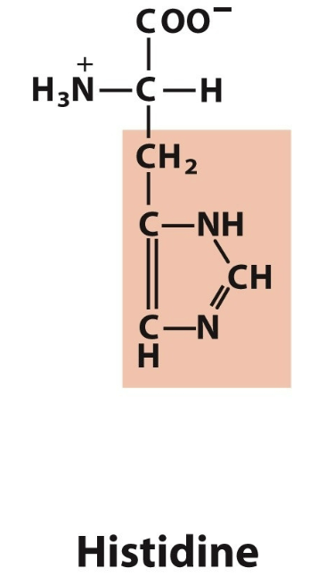 <ul><li><p>His, H</p></li><li><p>Pos charge </p></li></ul><p></p>