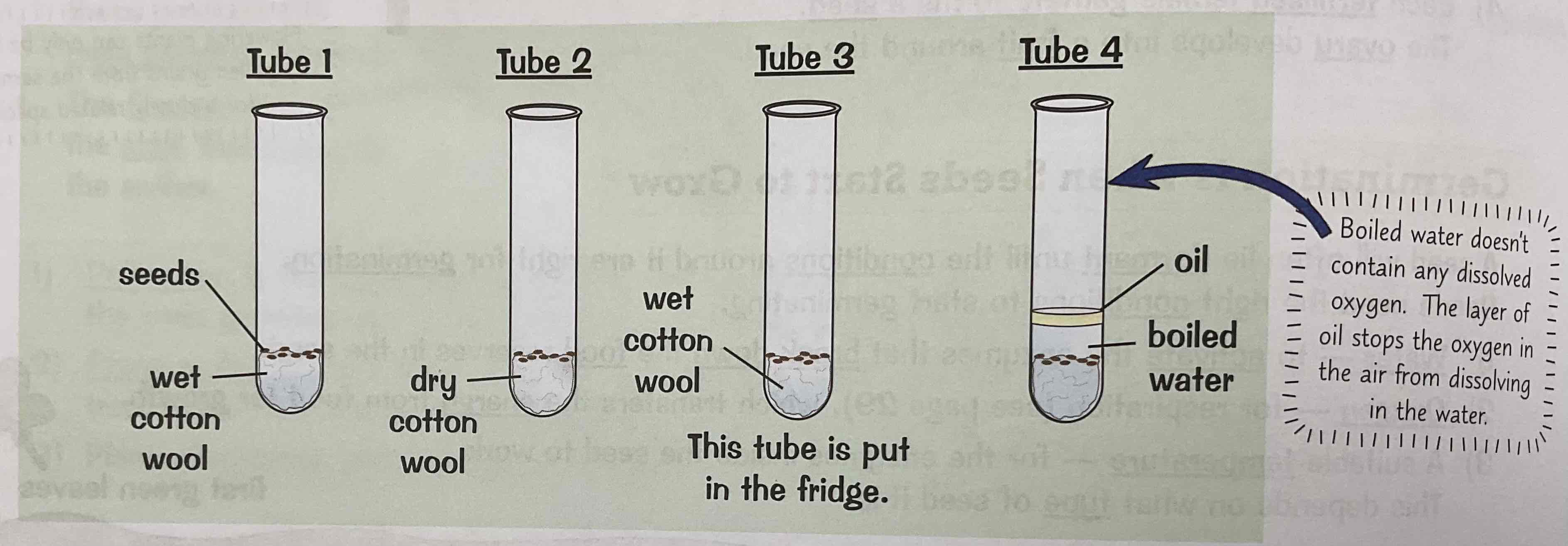 <ol><li><p>Take four boiling tubes and put some cotton wool at the bottom of each one</p></li><li><p>Put 10 seeds on top of the cotton wool in each boiling tube</p></li><li><p>Set up each boiling tube as follows:</p><ul><li><p>Tube 1: water, oxygen, room temperature (the control)</p></li><li><p>Tube 2: no water, oxygen, room temperature </p></li><li><p>Tube 3: water, oxygen, low temperature</p></li><li><p>Tube 4: water, no oxygen, room temperature </p></li></ul></li><li><p>Leave the tubes for a few days and then observe what has happened</p></li><li><p>It’s important to control all of the variables during the experiment. You should only be changing on condition at a time so you know that any effect on germination is due to the change in that one condition. </p></li><li><p>So, in Tube 2, the only change from the control (Tube 1) is a lack of water. In Tube 3, only the temperature has changed. In Tube 4, the only change is the lack of oxygen.</p></li></ol>